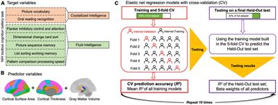 Two sides of the same coin: distinct neuroanatomical patterns predict crystallized and fluid intelligence in adults